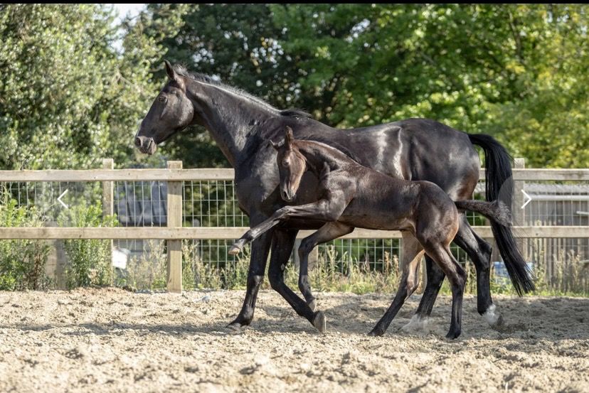 KWPN dressuurpaard Hengst Zwart te koop - Foto 4
