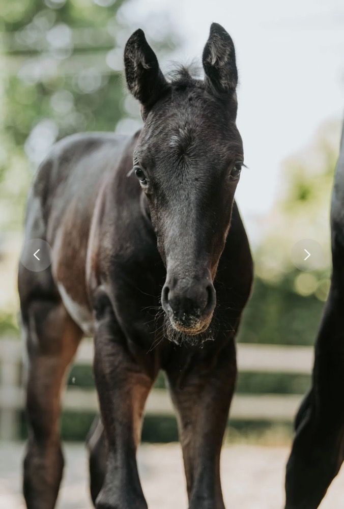 KWPN dressuurpaard Hengst Zwart te koop - Foto 6