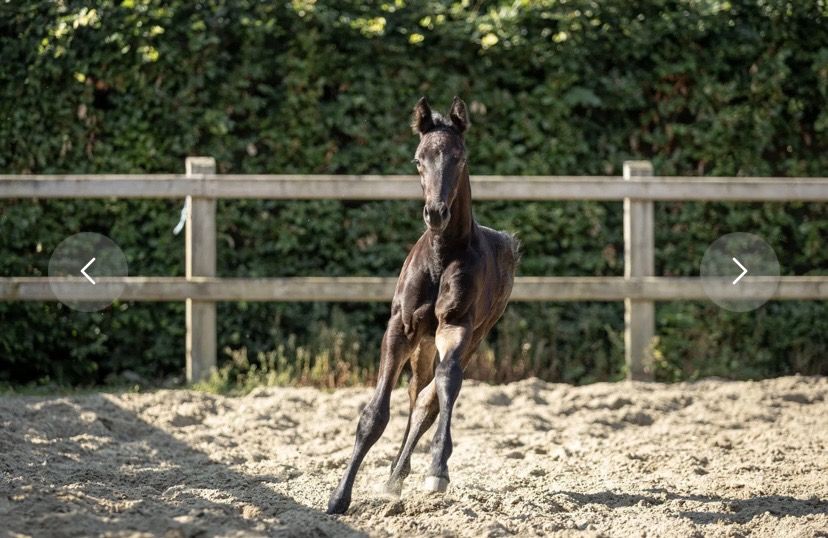 KWPN dressuurpaard Hengst Zwart te koop - Foto 2