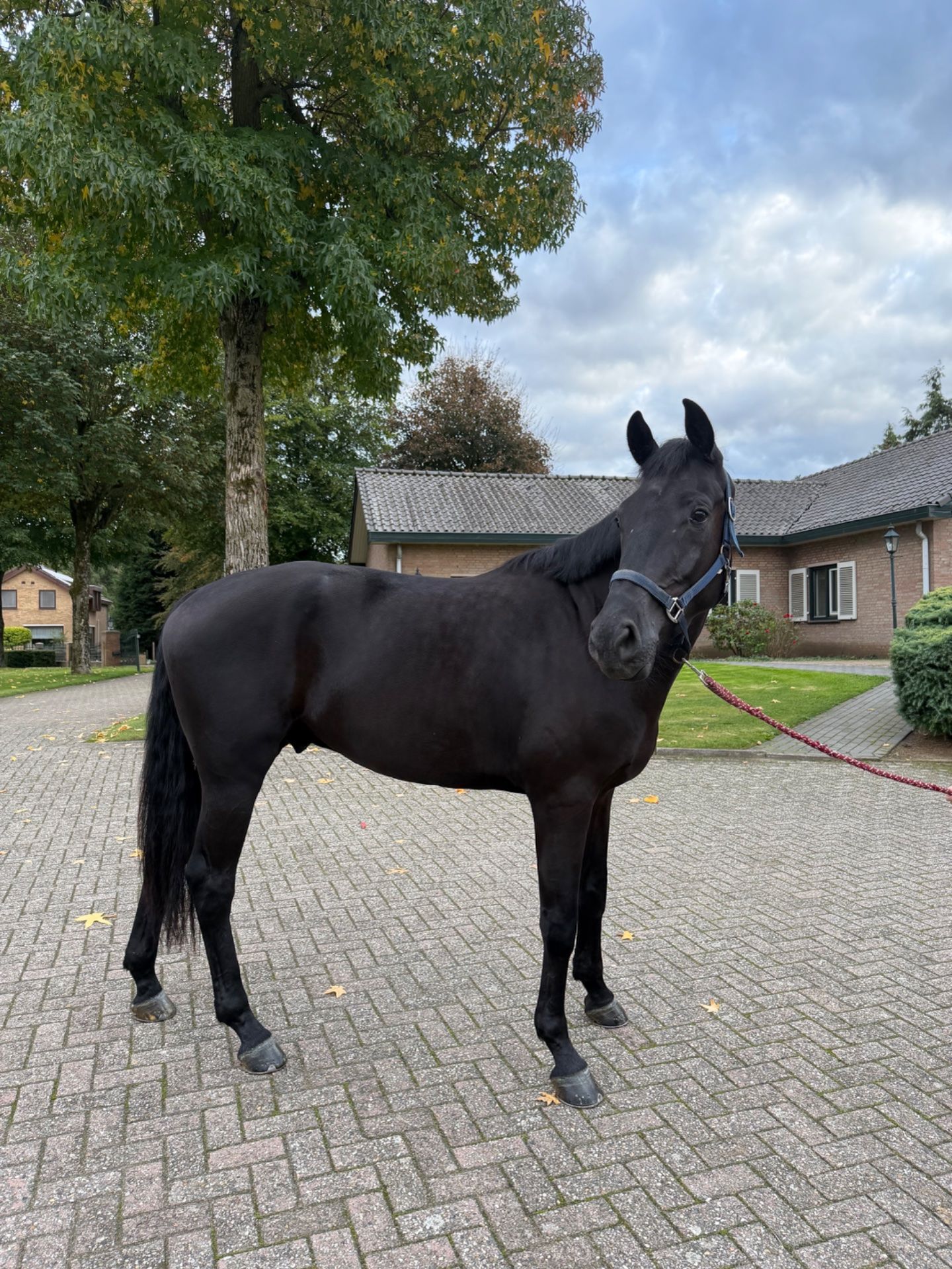 Dressuurpaard, Ruin, 3 jaar