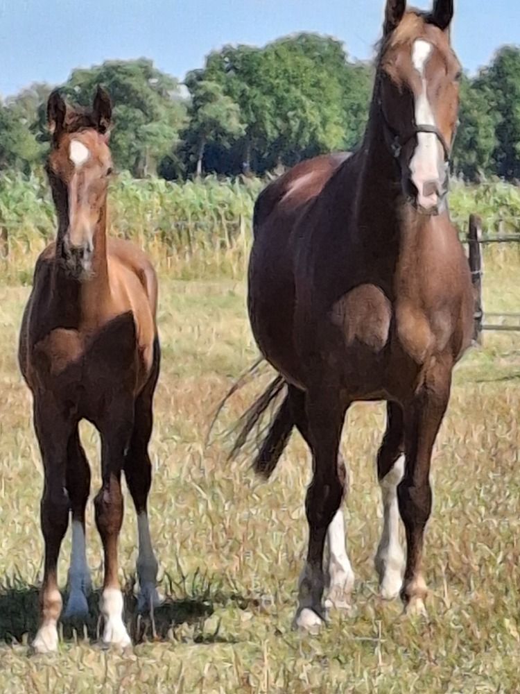 KWPN paard Hengst Vos for sale - Main photo