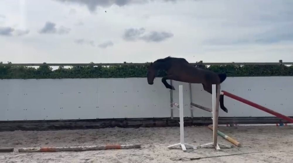 9 jarige Canturo merrie