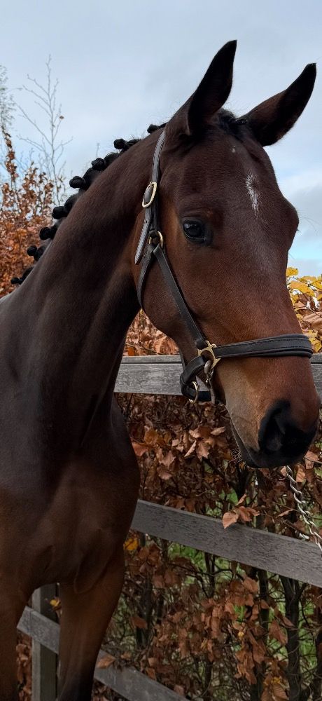 KWPN dressuurpaard Ruin 2 jaar Bruin te koop - Foto 5