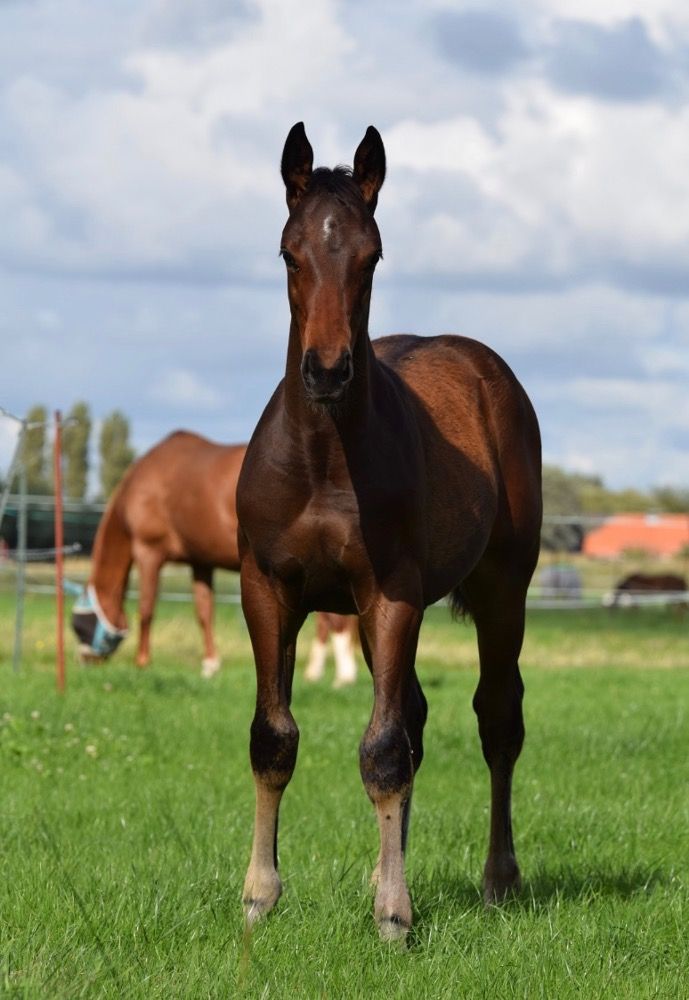 KWPN dressuurpaard Ruin 2 jaar Bruin te koop - Foto 4