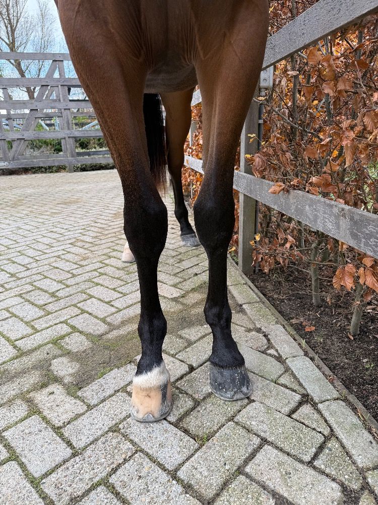 KWPN dressuurpaard Ruin 2 jaar Bruin te koop - Foto 6