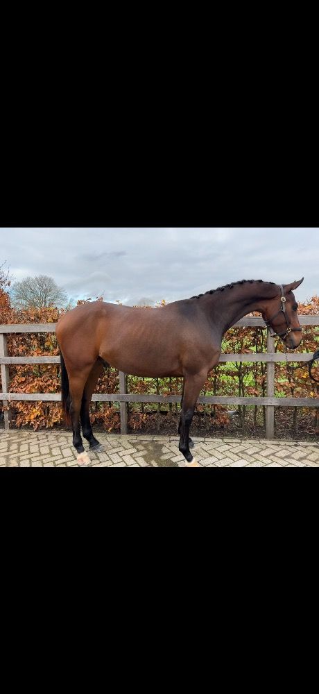 KWPN dressuurpaard Ruin 2 jaar Bruin te koop - Foto 2