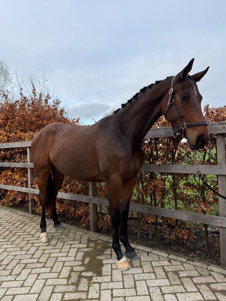 KWPN dressuurpaard Ruin 2 jaar Bruin te koop - Foto 3