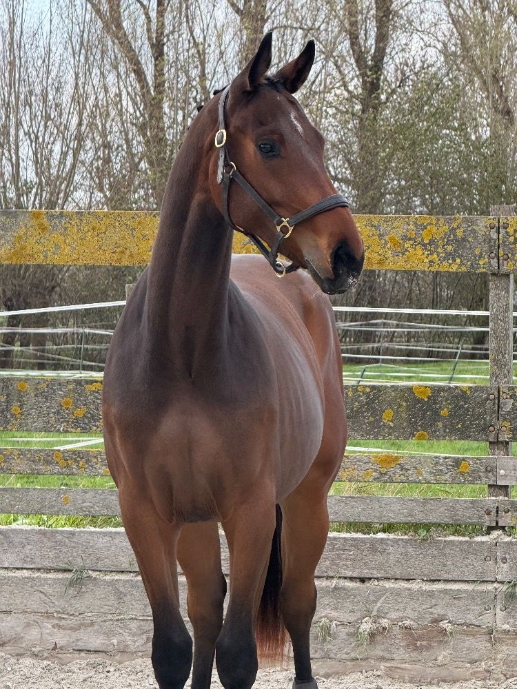 KWPN dressuurpaard Ruin 2 jaar Bruin te koop - Hoofdfoto