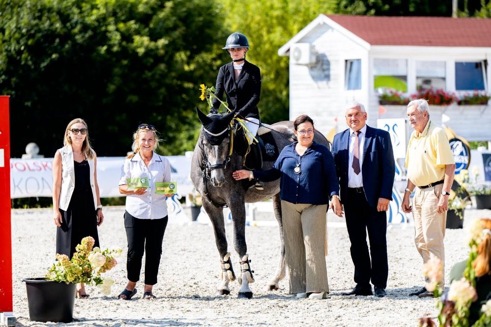 Oldenburg springpaard Ruin 4 jaar Schimmel te koop - Foto 4
