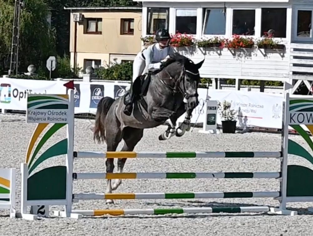 Oldenburg springpaard Ruin 4 jaar Schimmel te koop - Foto 3