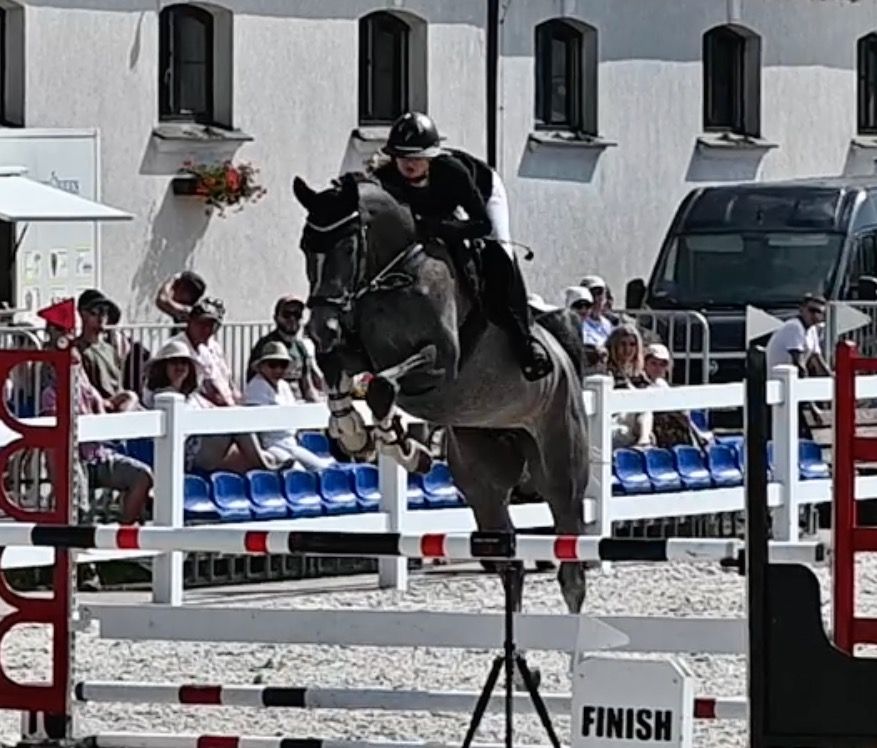 Oldenburg springpaard Ruin 4 jaar Schimmel te koop - Foto 2