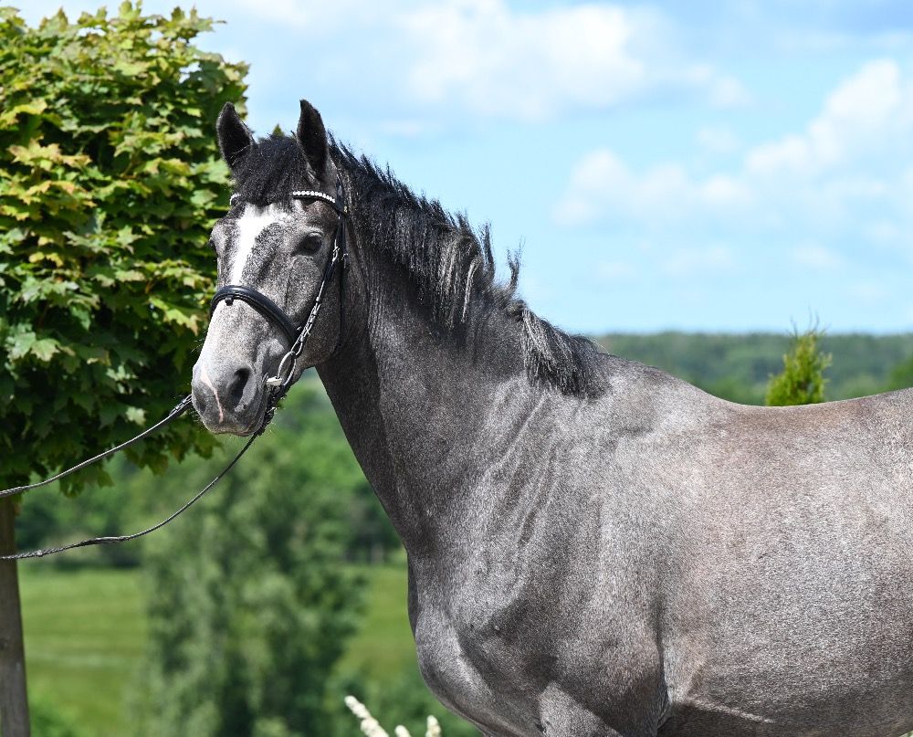 Oldenburg springpaard Ruin 4 jaar Schimmel te koop - Foto 6