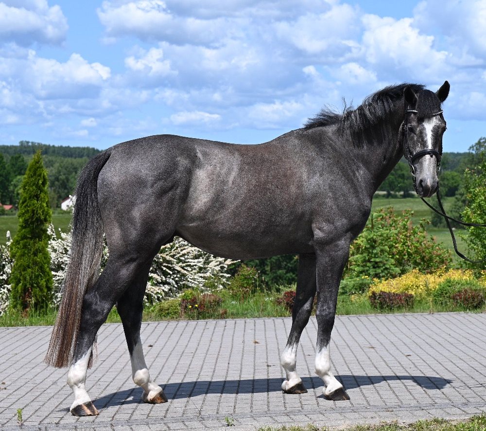 Oldenburg springpaard Ruin 4 jaar Schimmel te koop - Foto 5
