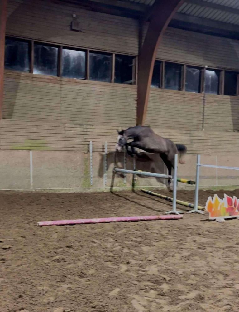 BWP springpaard Merrie 3 jaar Schimmel te koop - Foto 2