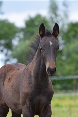 KWPN dressuurpaard Hengst 1 jaar Donkerbruin te koop - Foto 2
