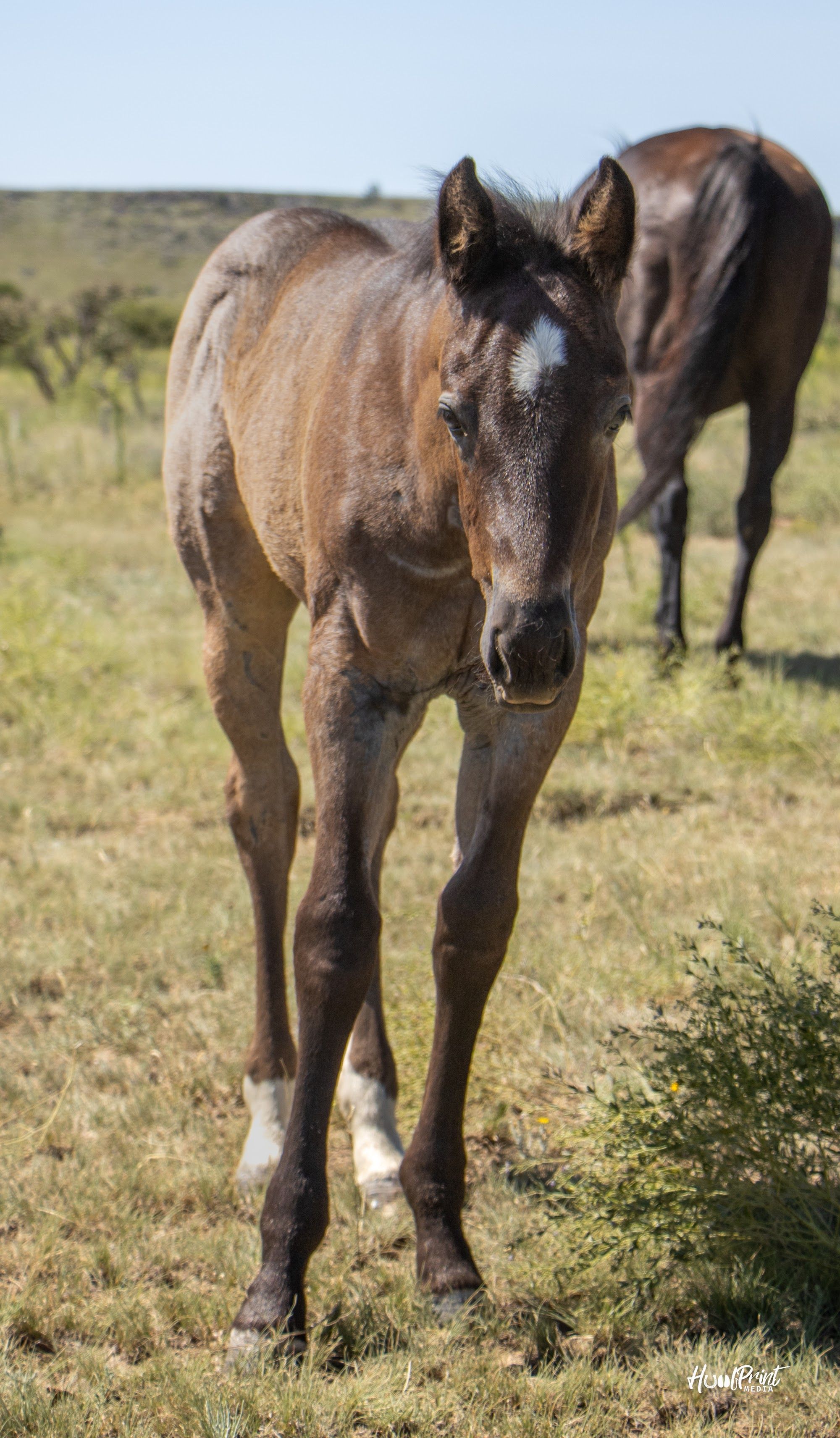 quarter-horse western-paard merrie 1 years old for sale - Photo 2