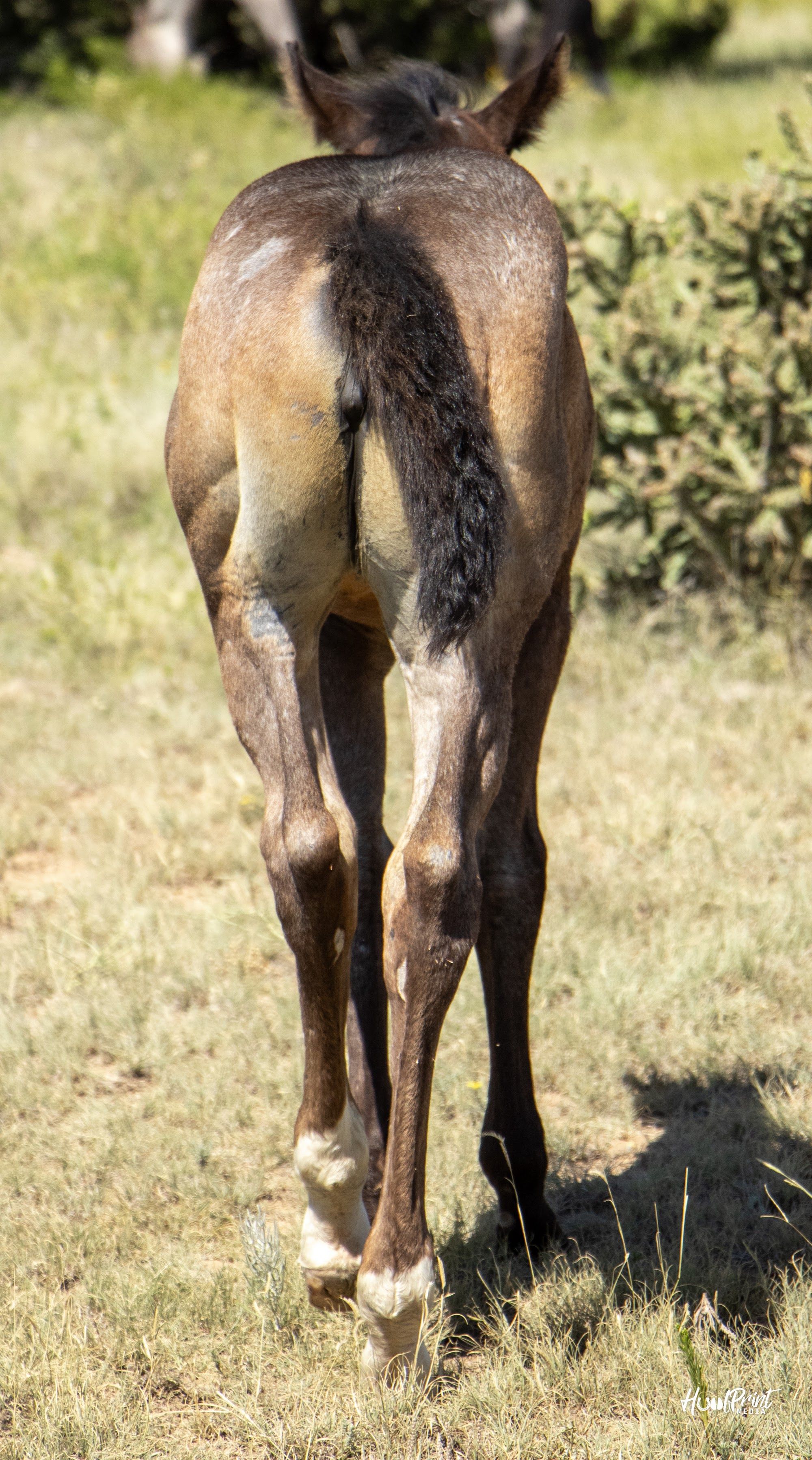 quarter-horse western-paard merrie 1 years old for sale - Photo 3