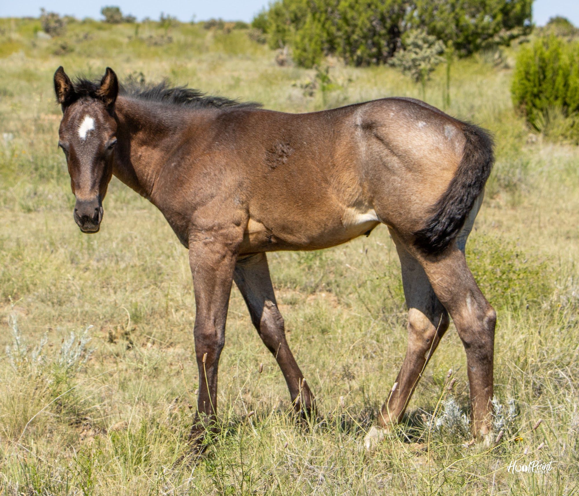 quarter-horse western-paard merrie 1 years old for sale - Photo 4