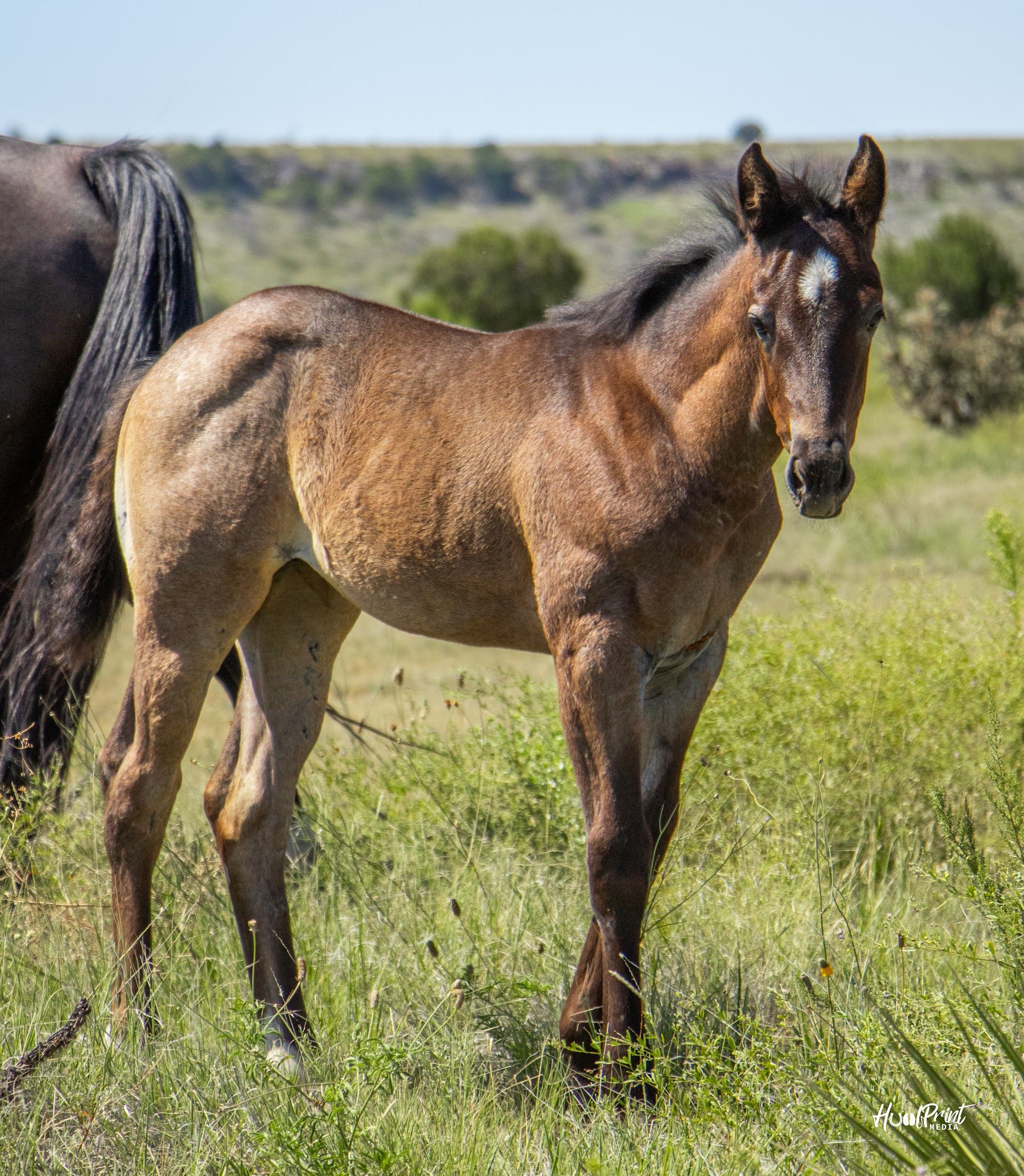 quarter-horse western-paard merrie 1 years old for sale - Photo 5
