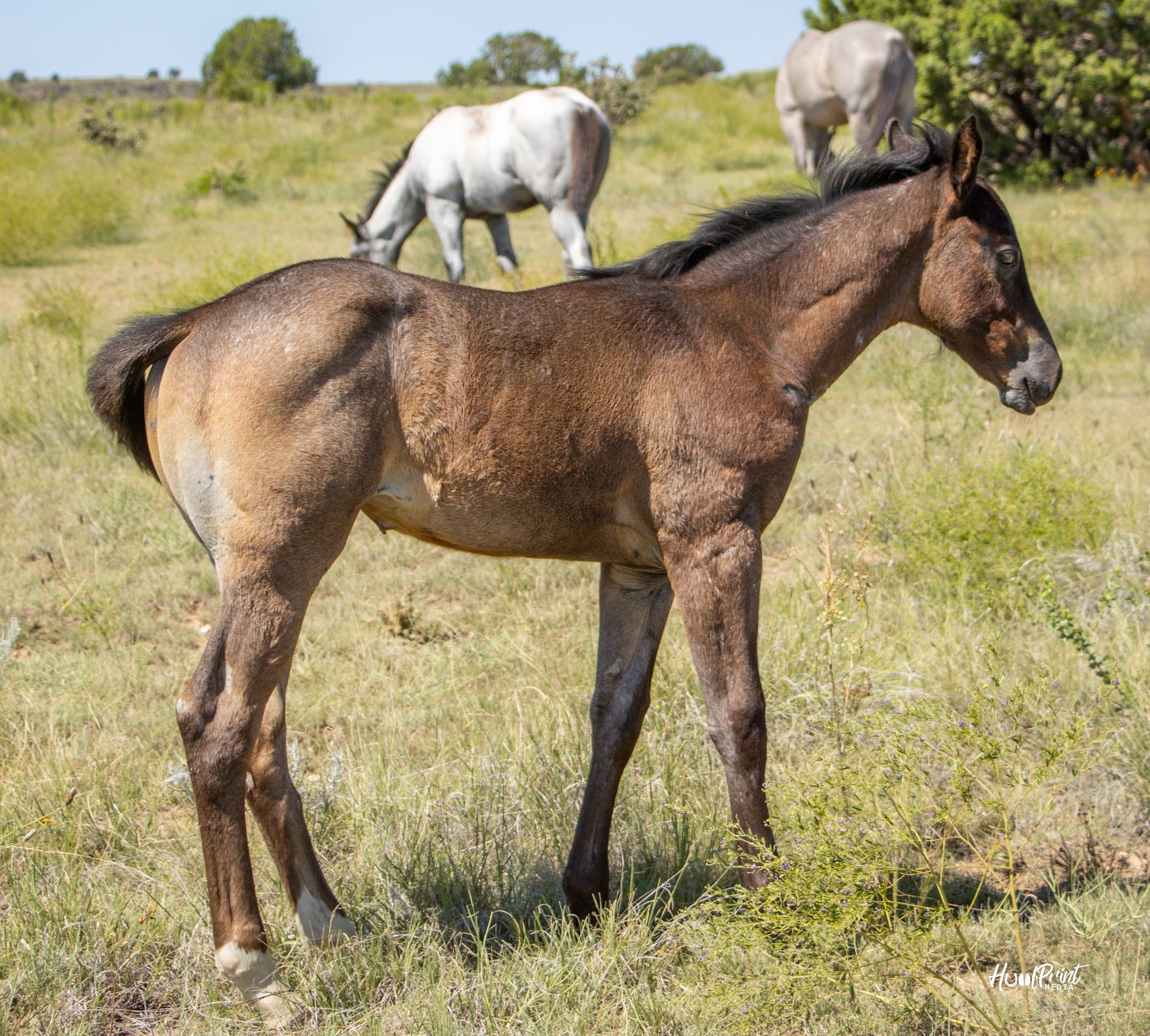 quarter-horse western-paard merrie 1 years old for sale - Photo 6