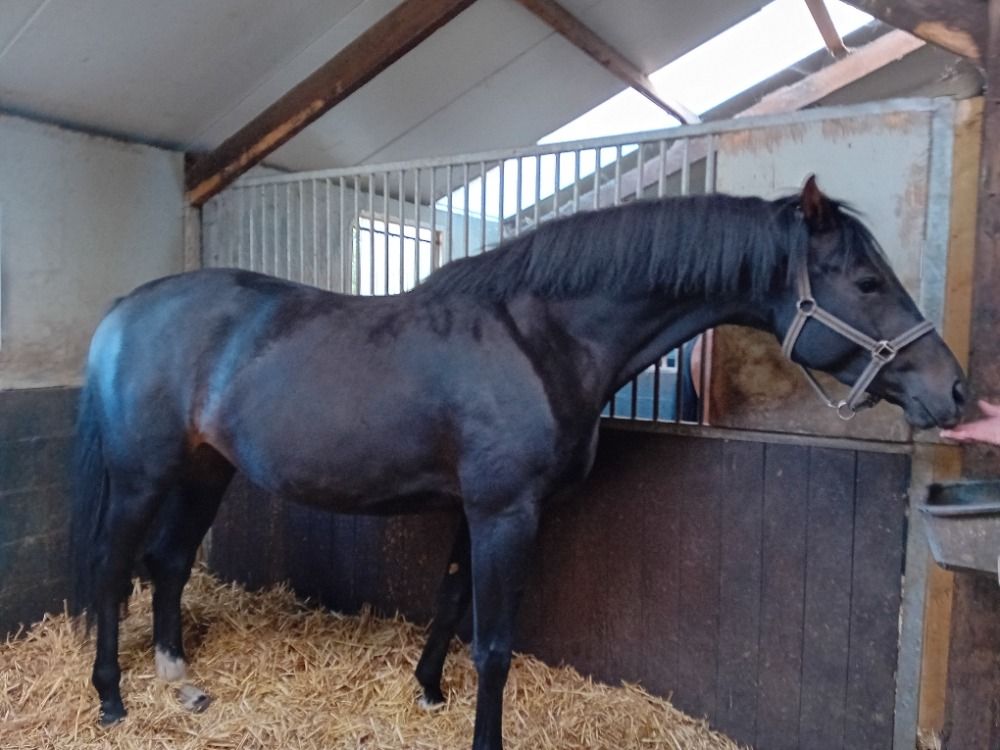 KWPN dressuurpaard Merrie 3 jaar Donkerbruin te koop - Foto 2