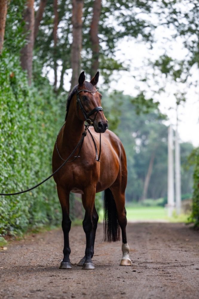 BWP allrounder Ruin 14 jaar Bruin te koop - Foto 2