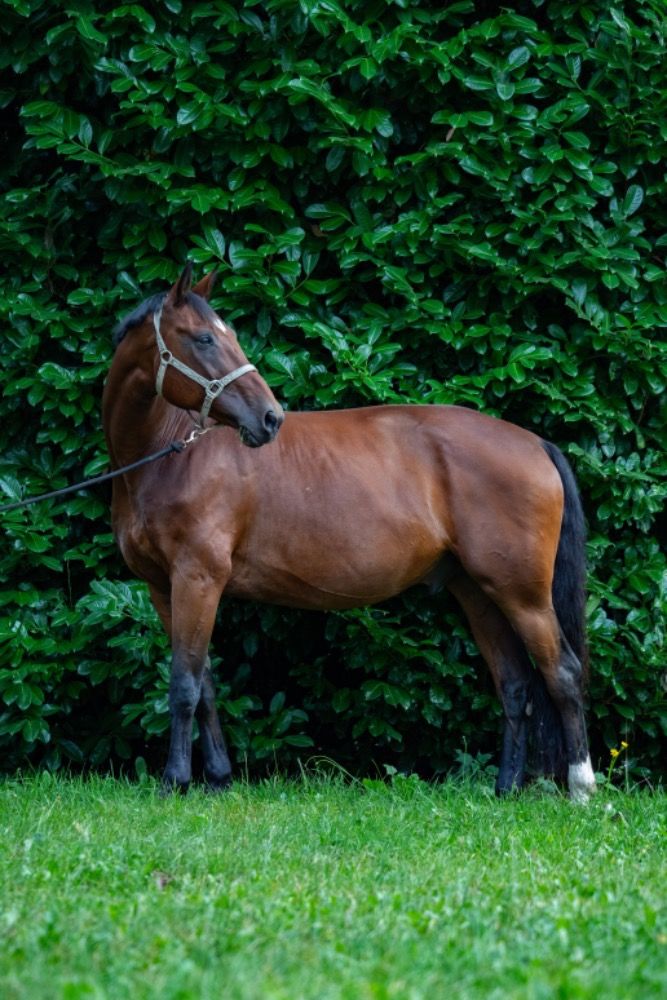 BWP allrounder Ruin 14 jaar Bruin te koop - Foto 4