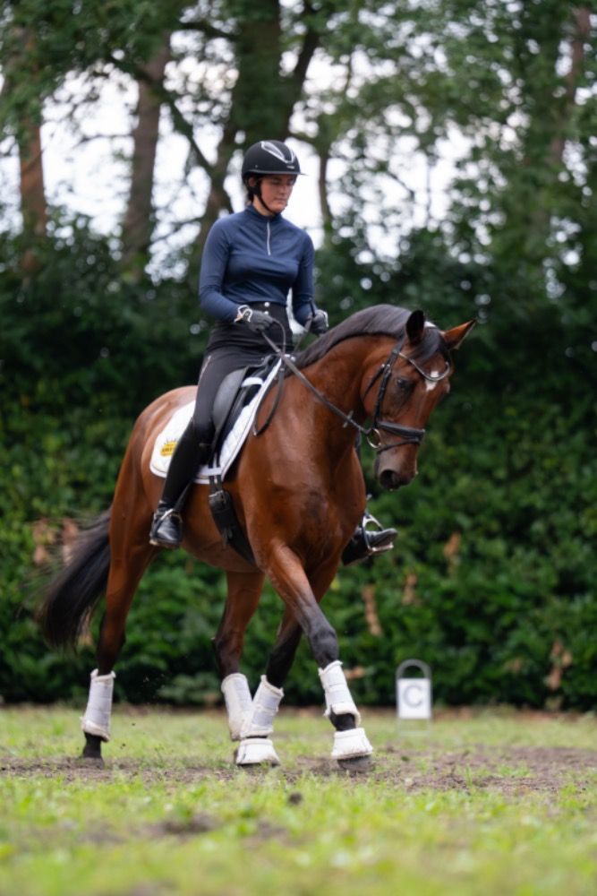 BWP allrounder Ruin 14 jaar Bruin te koop - Foto 5