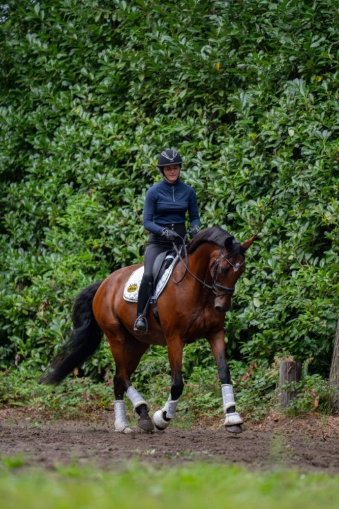 BWP allrounder Ruin 14 jaar Bruin te koop - Foto 3
