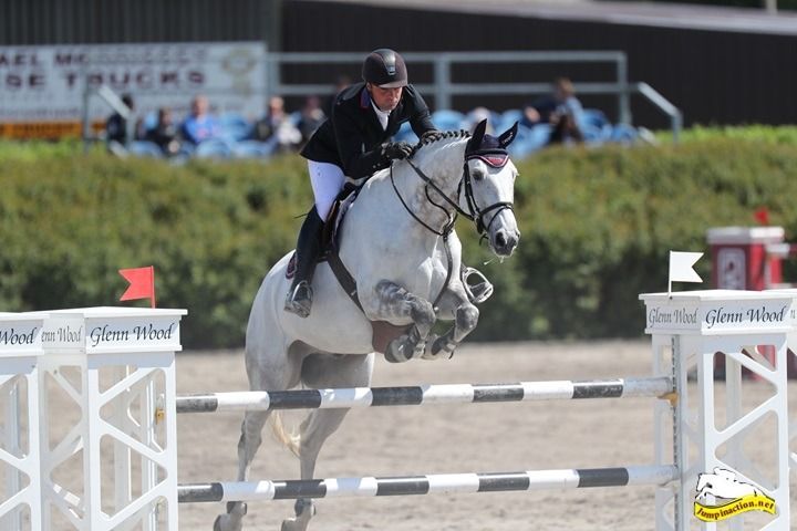 KWPN springpaard Ruin 13 years old Schimmel for sale - Photo 2