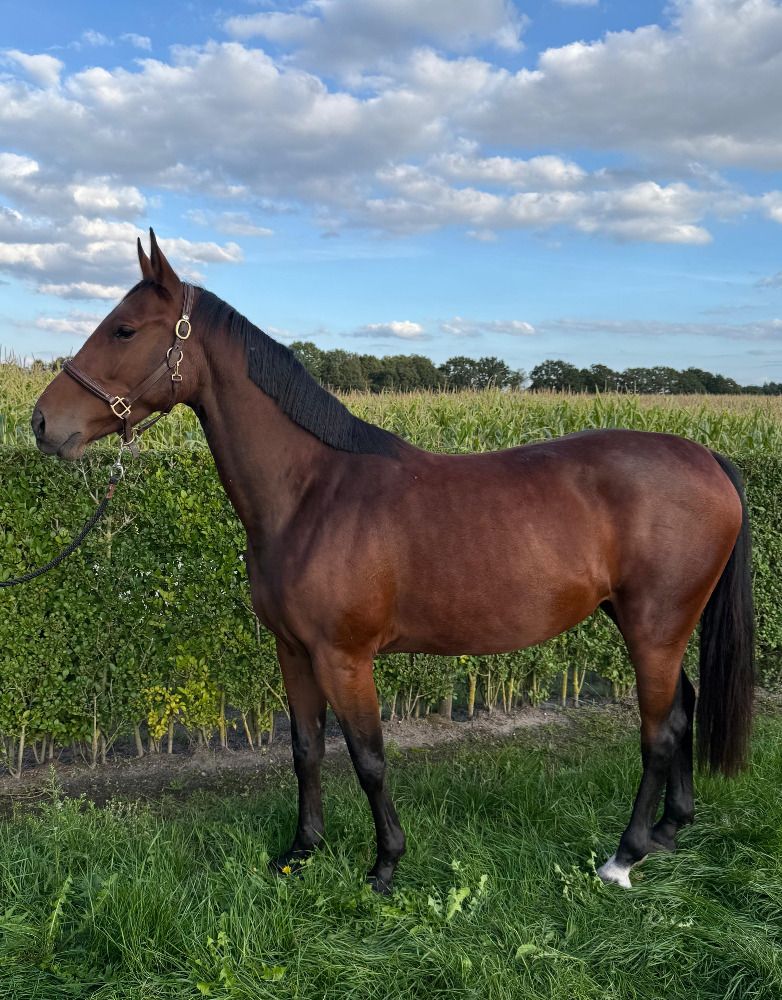 Zangersheide springpaard Merrie 3 jaar Bruin te koop - Hoofdfoto