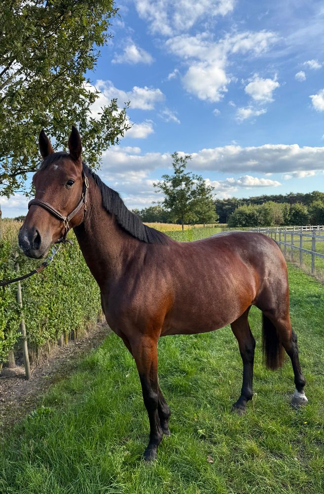 Zangersheide springpaard Merrie 3 jaar Bruin te koop - Foto 2