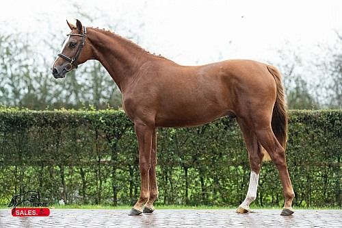 KWPN springpaard Hengst 2 jaar Vos te koop - Foto 2