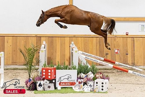 KWPN springpaard Hengst 2 jaar Vos te koop - Foto 4