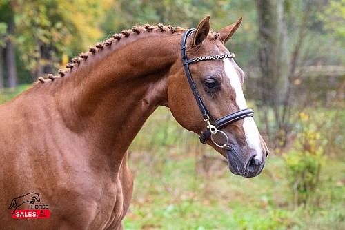 KWPN springpaard Hengst 2 jaar Vos te koop - Foto 3