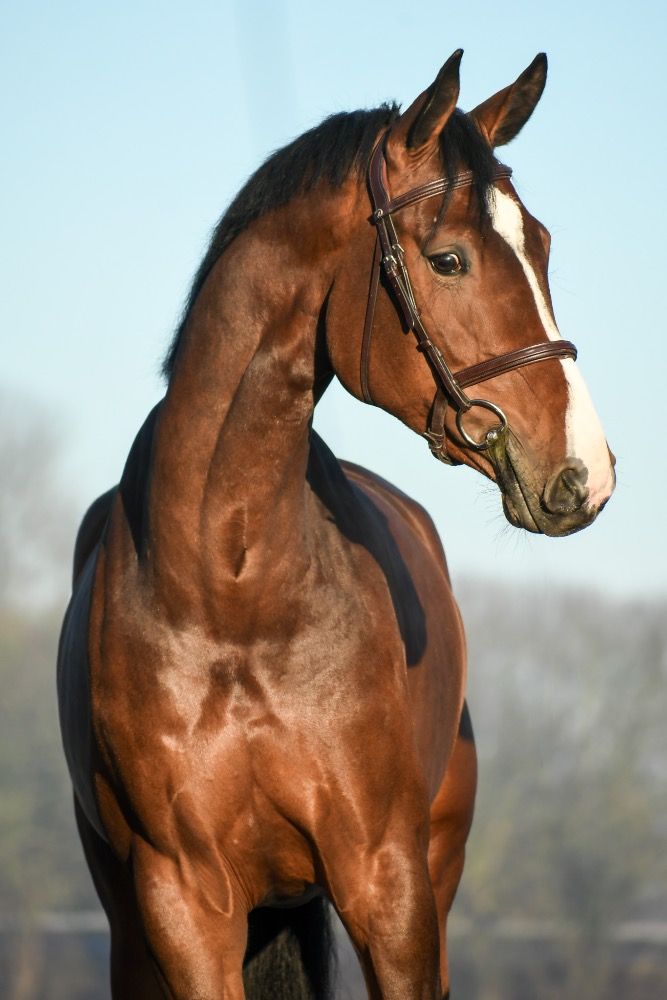 KWPN springpaard Merrie 8 Jahre alt Bruin zu verkaufen - Foto 2