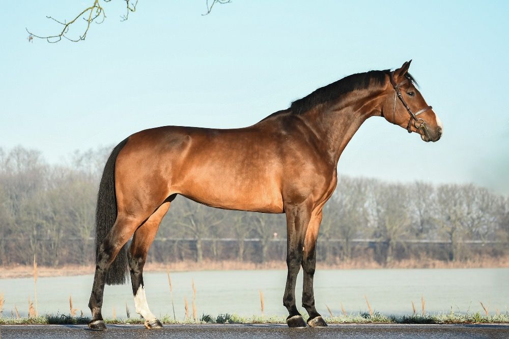 Zeer mooi springpaard met veel kwaliteit!