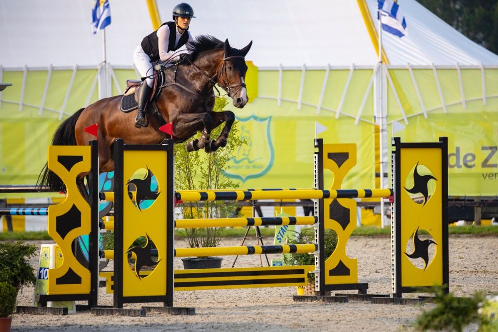 KWPN springpaard Merrie 8 Jahre alt Bruin zu verkaufen - Foto 5