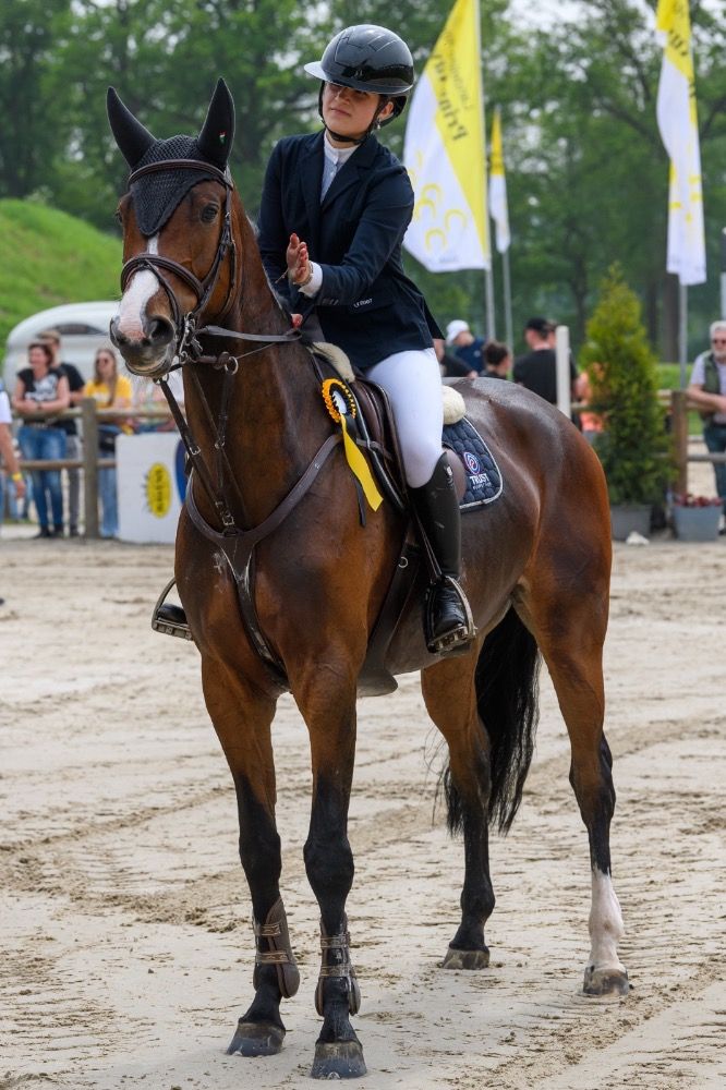 KWPN springpaard Merrie 8 Jahre alt Bruin zu verkaufen - Foto 4
