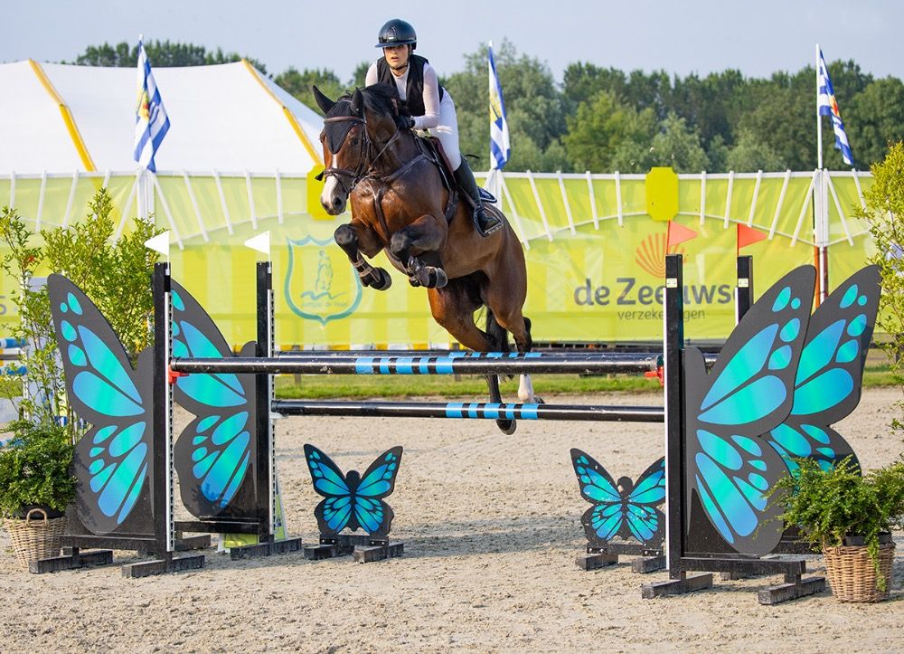 KWPN springpaard Merrie 8 Jahre alt Bruin zu verkaufen - Foto 3