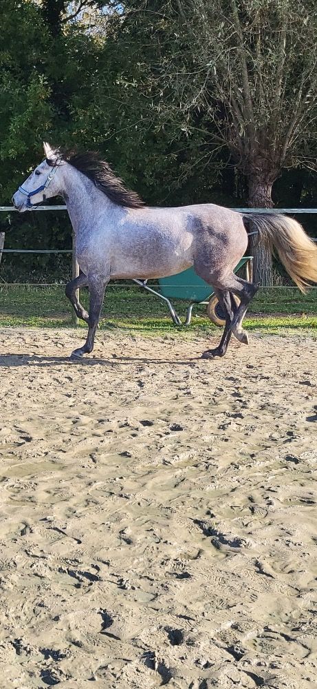 PRE recreatie paard Merrie 6 jaar Schimmel te koop - Foto 6
