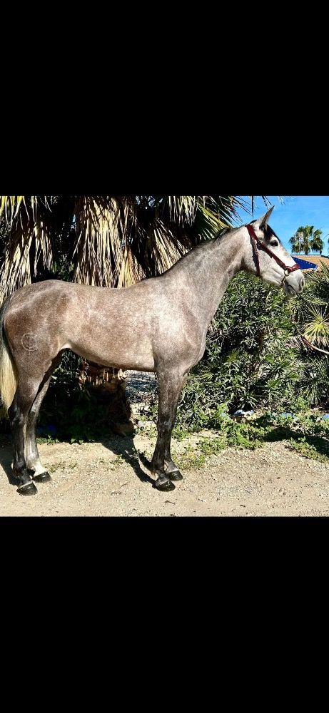 PRE recreatie paard Merrie 6 jaar Schimmel te koop - Foto 3