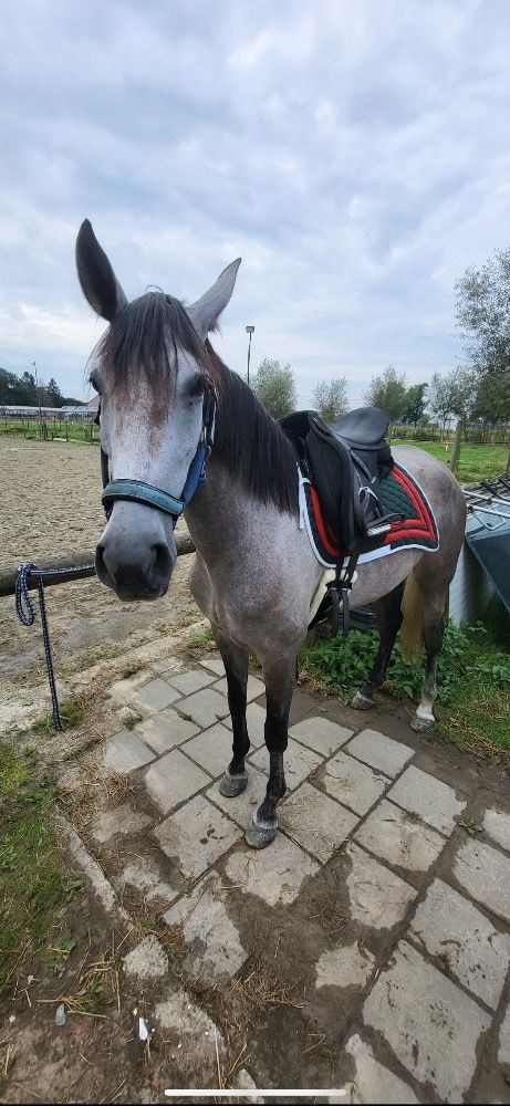 PRE recreatie paard Merrie 6 jaar Schimmel te koop - Foto 4
