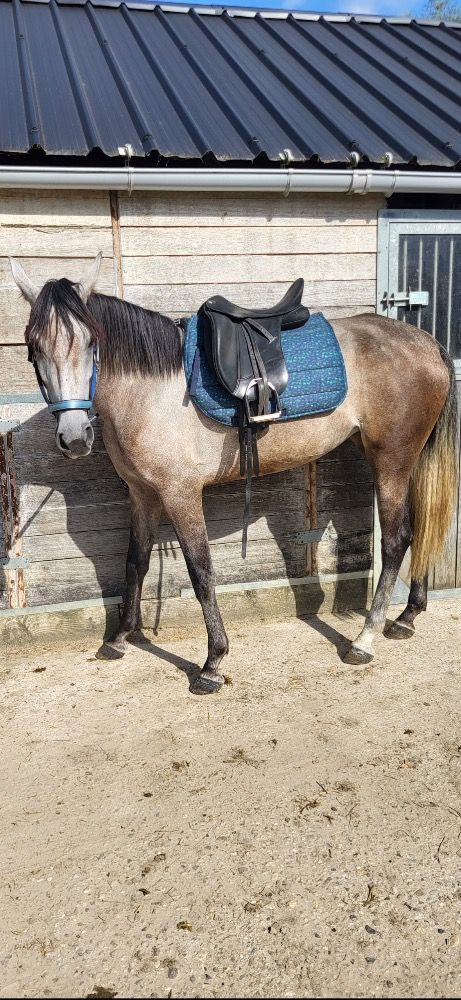 PRE recreatie paard Merrie 6 jaar Schimmel te koop - Foto 5