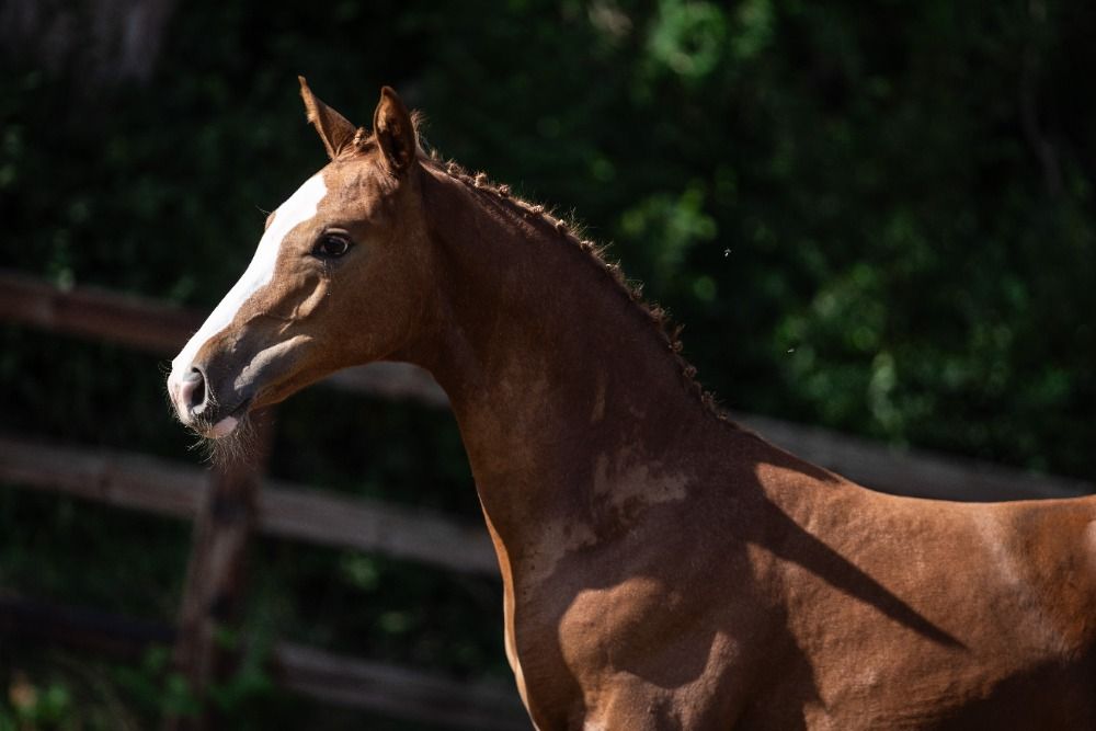 BWP springpaard Merrie Vos te koop - Foto 4