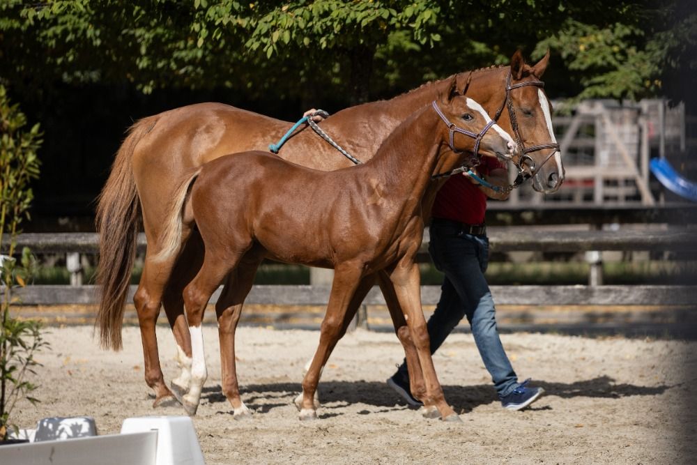 BWP springpaard Merrie Vos te koop - Foto 5