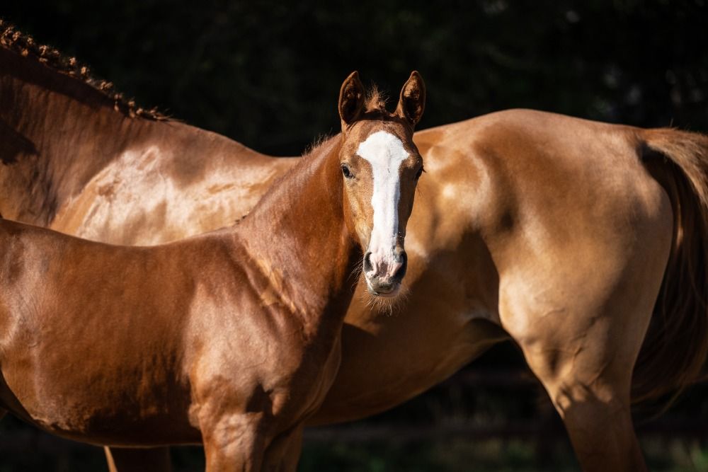 BWP springpaard Merrie Vos te koop - Hoofdfoto