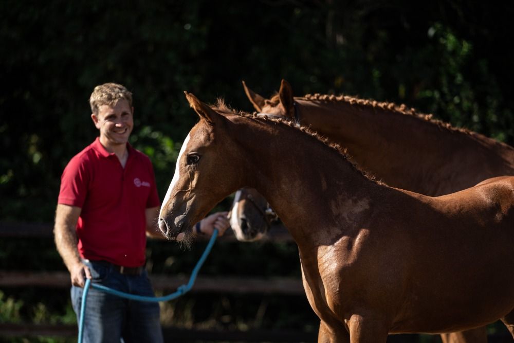 BWP springpaard Merrie Vos te koop - Foto 2