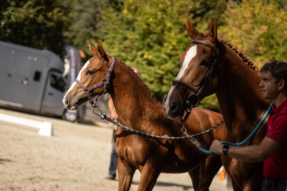 BWP springpaard Merrie Vos te koop - Foto 3