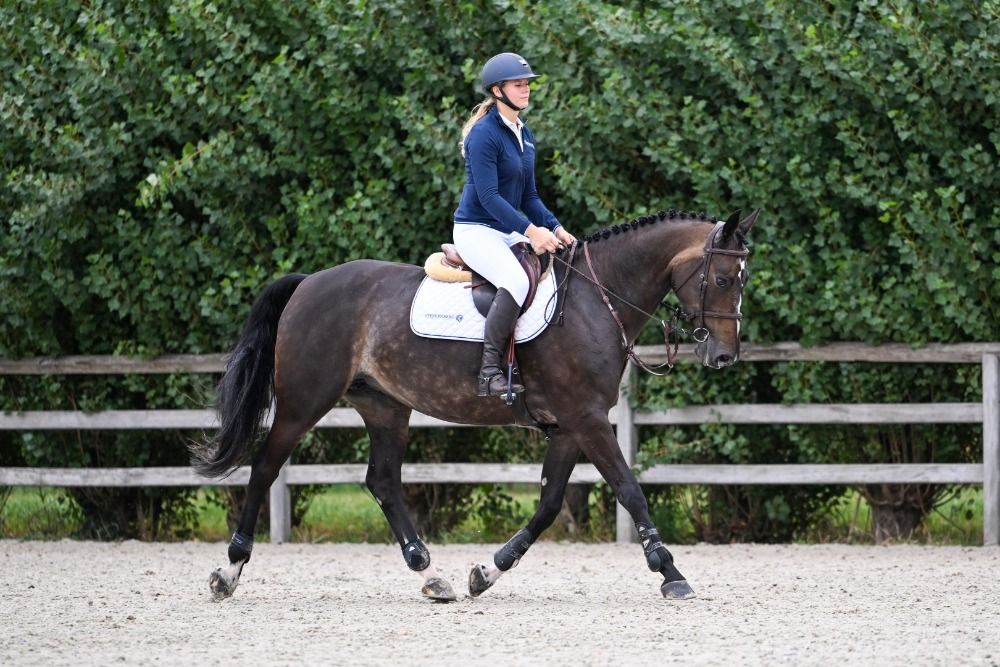 KWPN springpaard Merrie 10 jaar Donkerbruin te koop - Foto 3